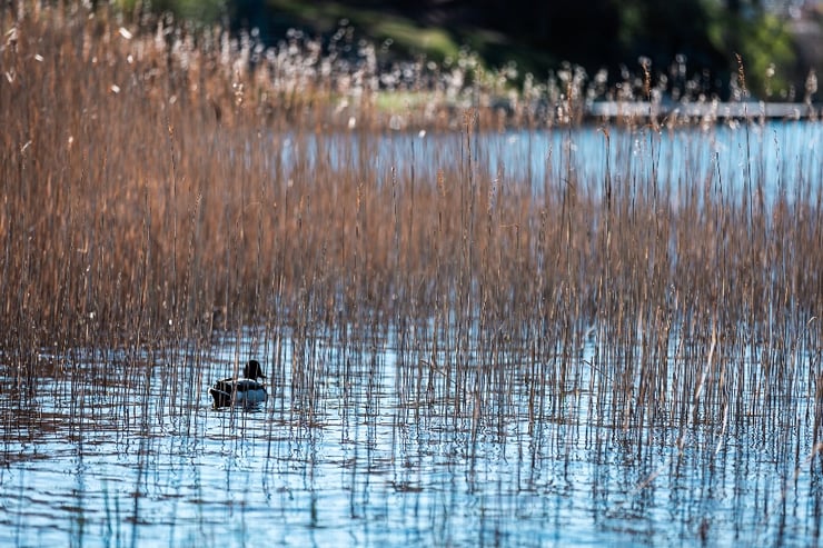 En sjö med en and bland vassen en vårdag_marknadskommentar april 2023