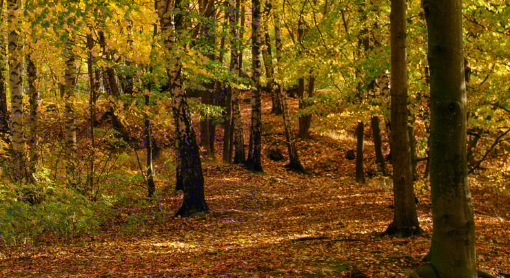 Marknadskommentar november