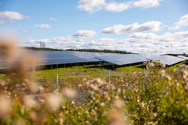 Solpark Kikås solpaneler med lite växtlighet i förgrunden
