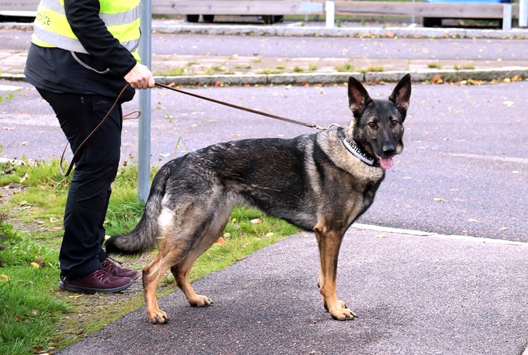 En schäfer som har på sig tjänstehund-halsband, som ska söka upp en fjärrvärmeläcka