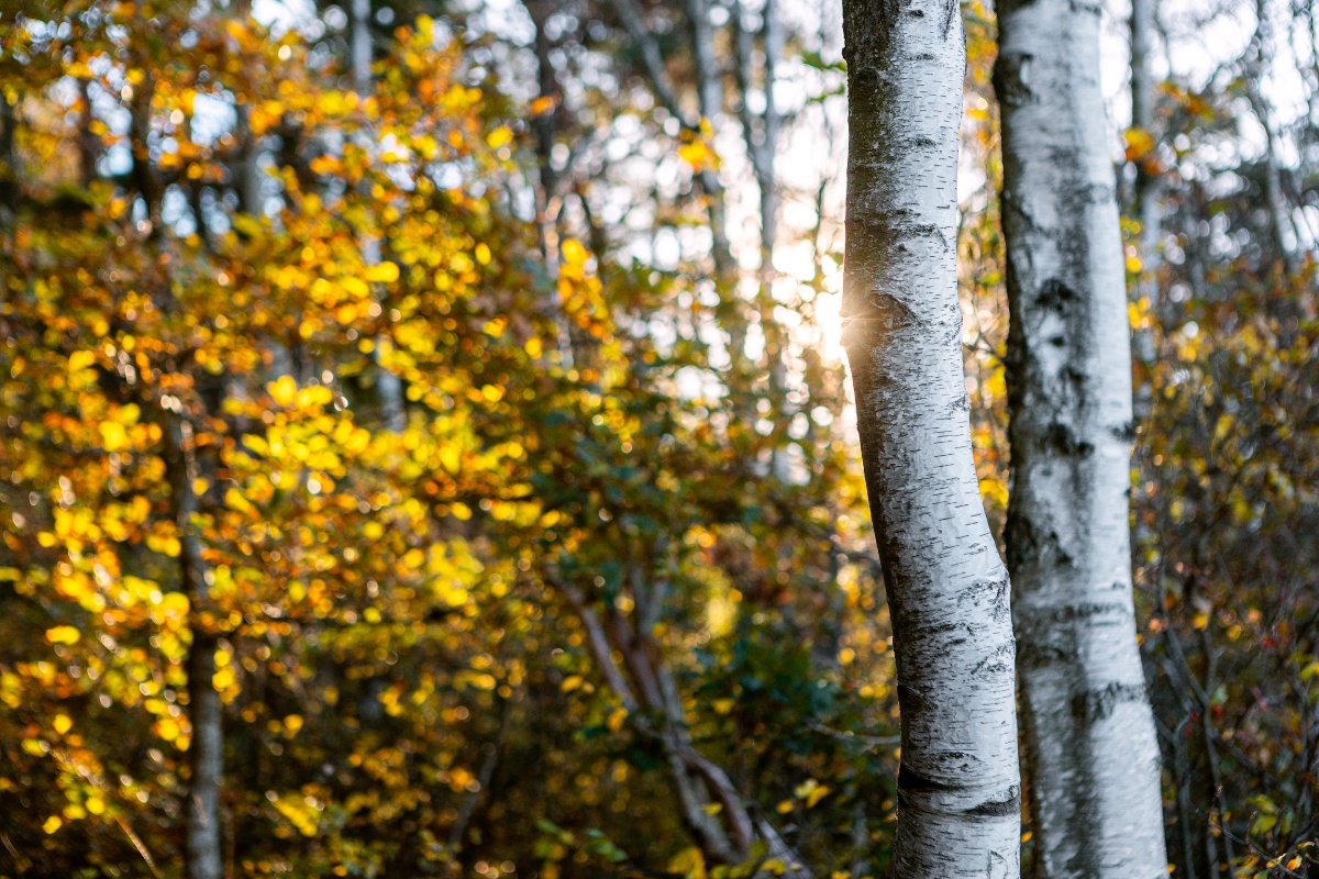 Fordelar-och-nackdelar-med-fjarrvarme-1