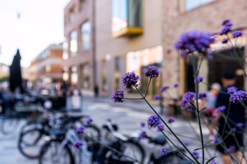 Cyklar och en jätteverbena i förgrunden i centrala Mölndal