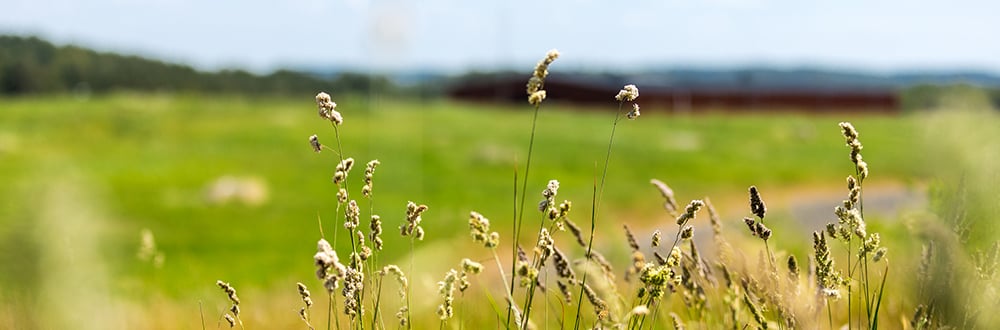 Solpark Kikås sommaren gräs