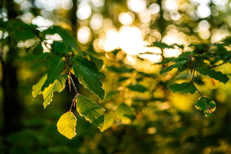 _07A8663-Edit-1